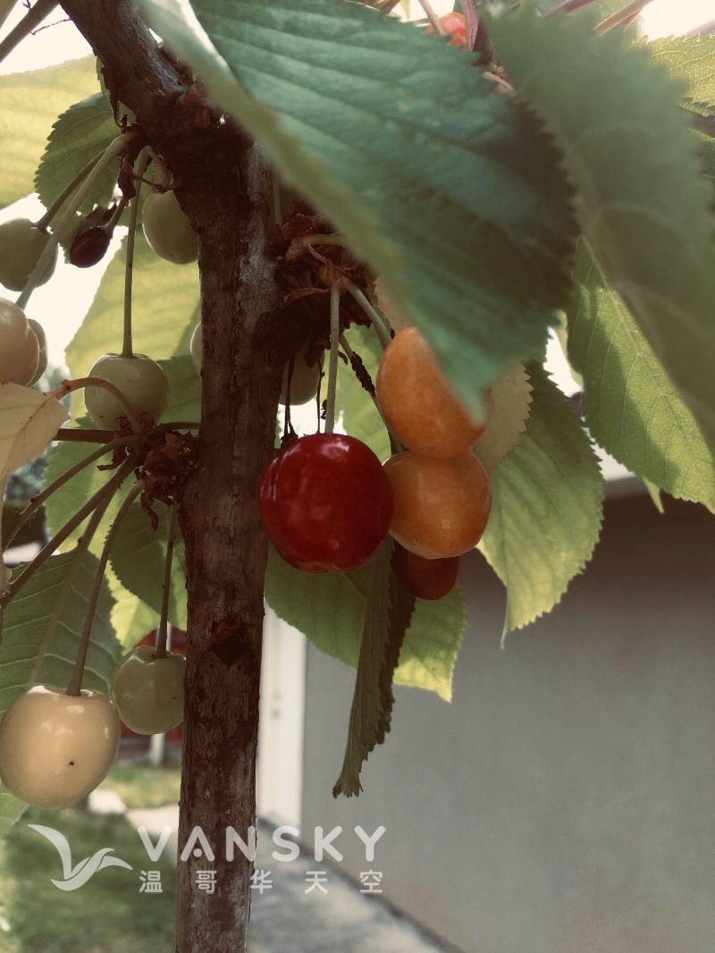260320164111_cherry with fruit.jpeg